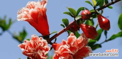 芬芳绽放的勇气与坚韧 以梅花摘心——感受生命的美好