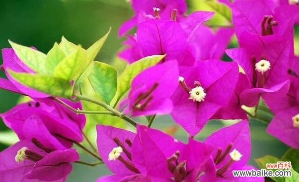 芬芳绽放的勇气与坚韧 以梅花摘心——感受生命的美好