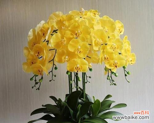 探寻迷你蝴蝶兰的隐藏情感 迷你蝴蝶兰的花语与寓意