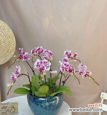 探寻迷你蝴蝶兰的隐藏情感 迷你蝴蝶兰的花语与寓意