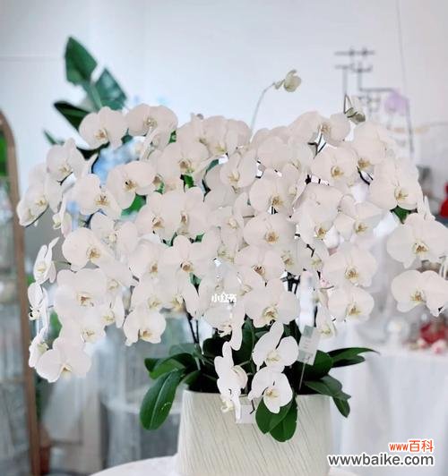 探寻迷你蝴蝶兰的隐藏情感 迷你蝴蝶兰的花语与寓意