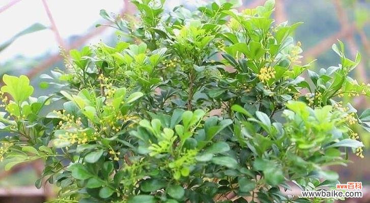 花开如意 米兰花