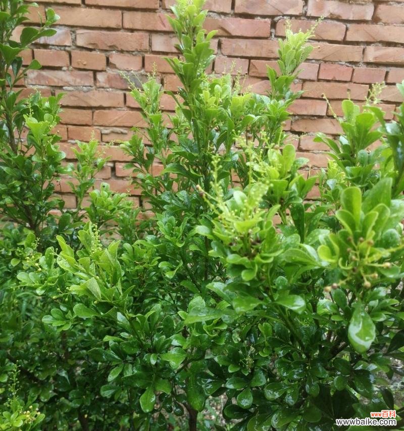 探索米兰花语的寓意与文化背景 米兰花语