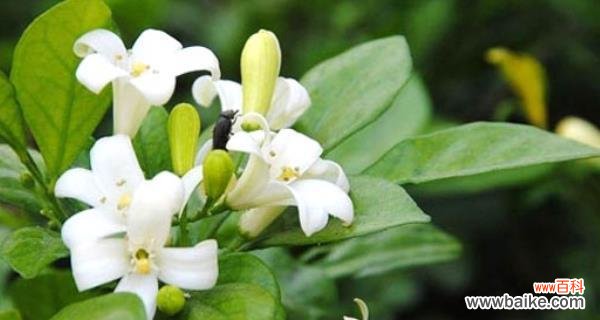 探索米兰花语的寓意与文化背景 米兰花语