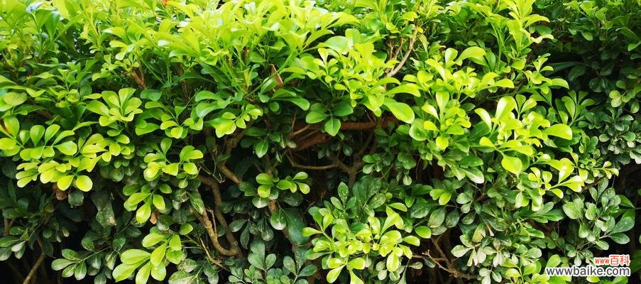 探寻米兰花背后的含义 米兰花的花语代表什么