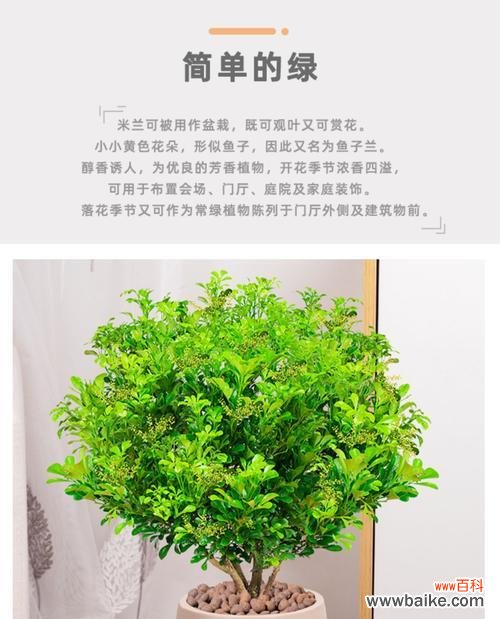 探寻米兰花背后的含义 米兰花的花语代表什么