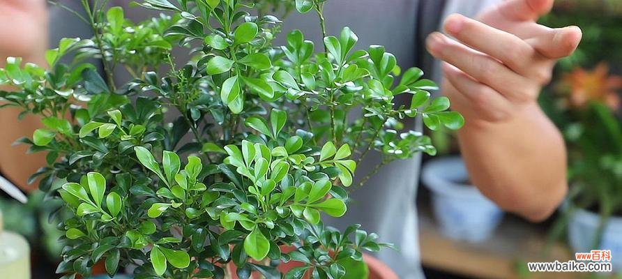 探索米兰花的独特花语和象征意义 米兰花的花语