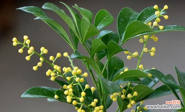 探索米兰花的独特花语和象征意义 米兰花的花语