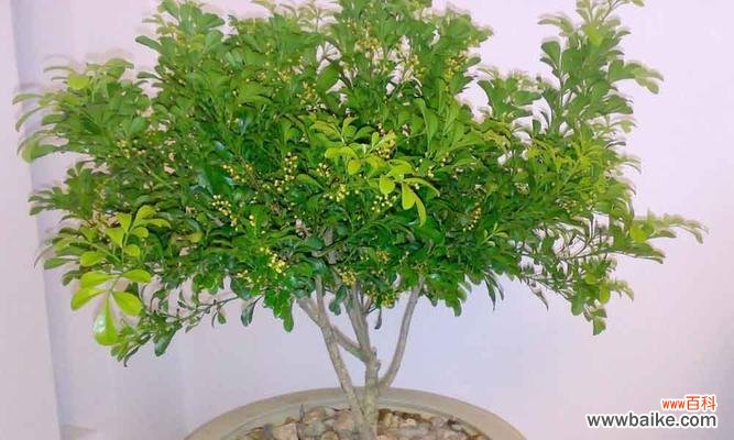 探寻米兰花语的神秘力量与深刻意义 米兰花语揭示的情感真谛