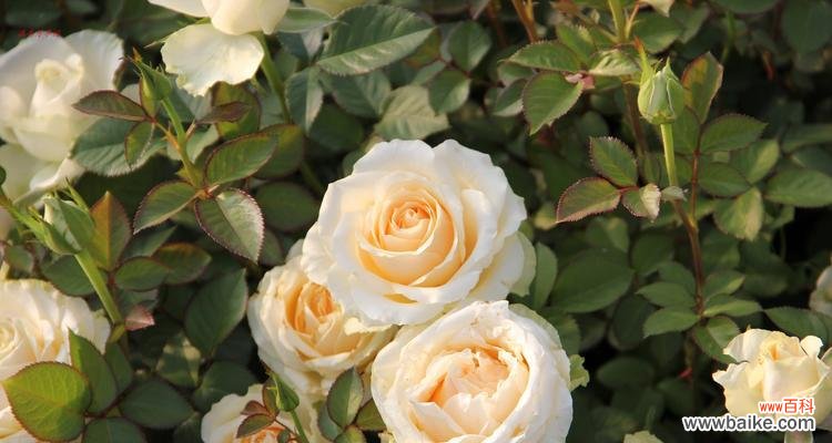 探寻蜜桃玫瑰背后的诗意世界 蜜桃玫瑰的花语与寓意