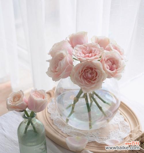 探寻蜜桃玫瑰背后的诗意世界 蜜桃玫瑰的花语与寓意