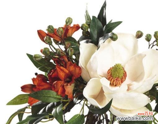 秘鲁百合的传承 秘鲁百合