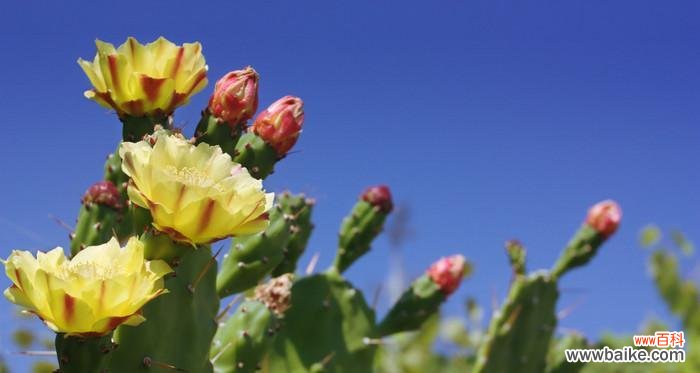 探寻神秘的魔云仙人掌之美 魔云仙人掌