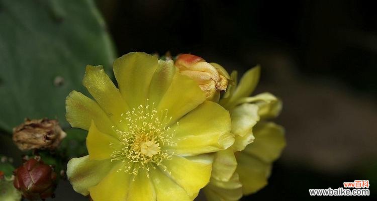 探寻神秘的魔云仙人掌之美 魔云仙人掌