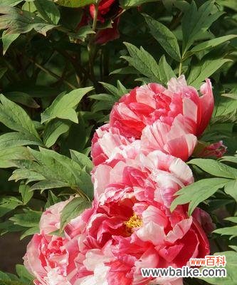 美丽的花语与传说 岩牡丹