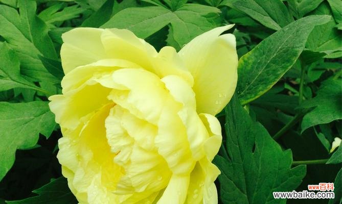 美丽的花语与传说 岩牡丹