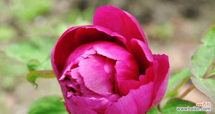 美丽的花语与传说 岩牡丹