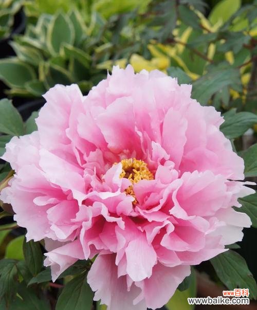 盛世之花 牡丹与荷花