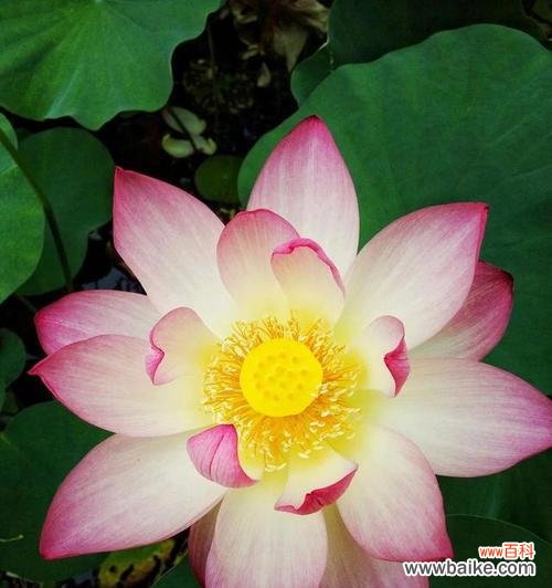 盛世之花 牡丹与荷花