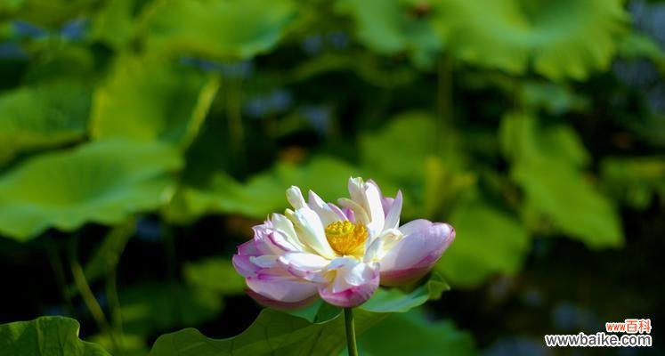 盛世之花 牡丹与荷花