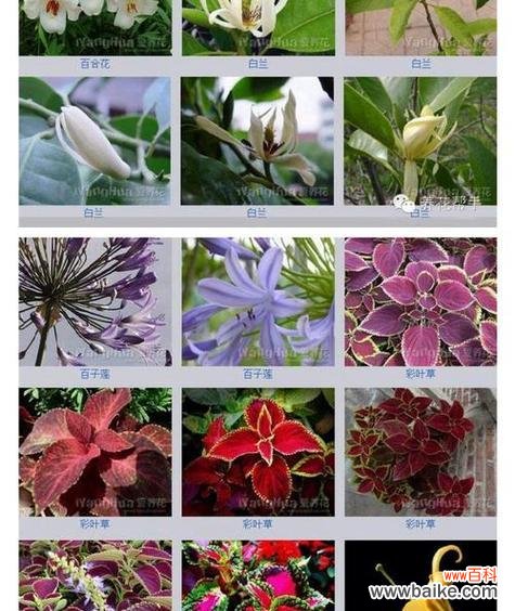 探寻玉兰花的花语和寓意 玉兰花