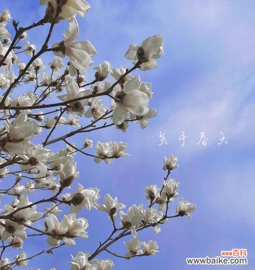 一朵馥郁芬芳的诗意之花 玉兰花的寓意与传说