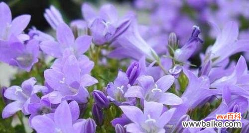 穿越生死轮回的鱼腥草 鱼腥草的花语及传说