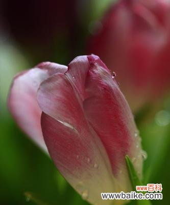 绽放的爱意 郁金香