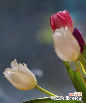 绽放的爱意 郁金香