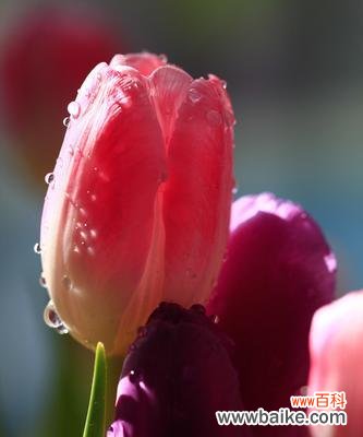 绽放的爱意 郁金香