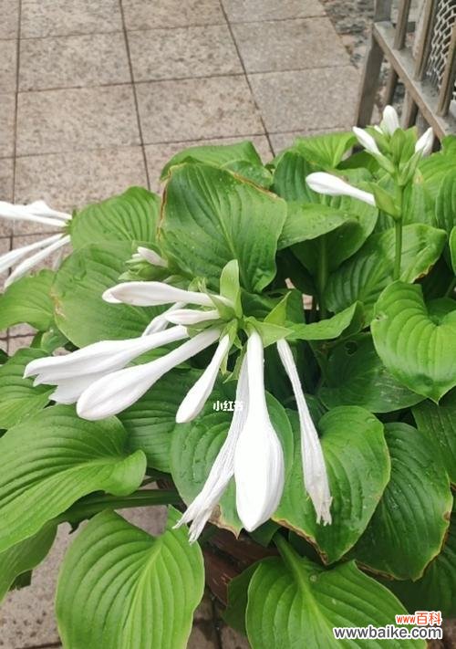 探寻玉簪花语之美 玉簪花语和传说故事