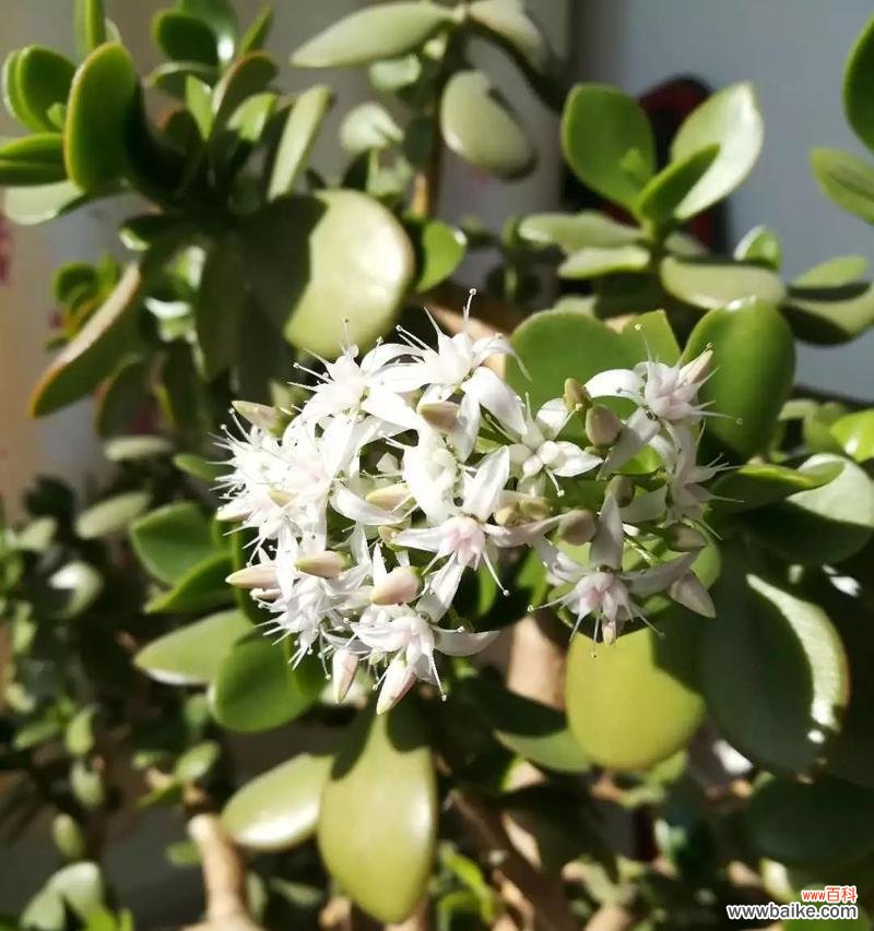 祥瑞之兆 以玉树开花的寓意与意义