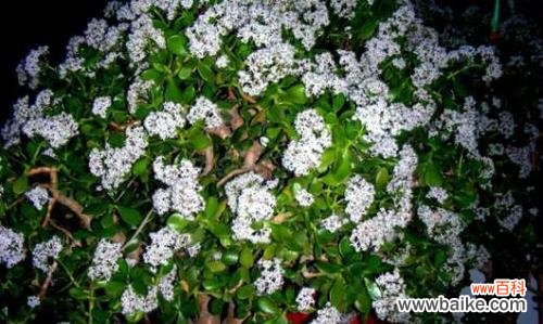 祥瑞之兆 以玉树开花的寓意与意义