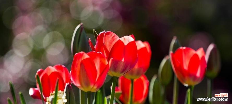 郁金香花 郁金香花的象征意义及文化传承