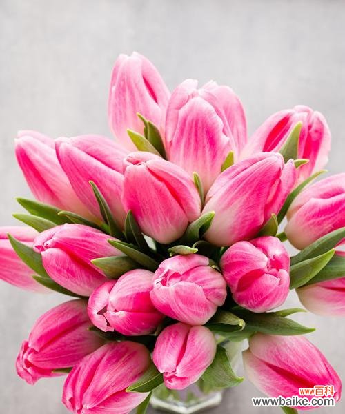 郁金香花 郁金香花的象征意义及文化传承