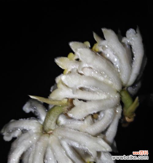 情爱永恒的根源-树木的爱情寓意 爱情之树