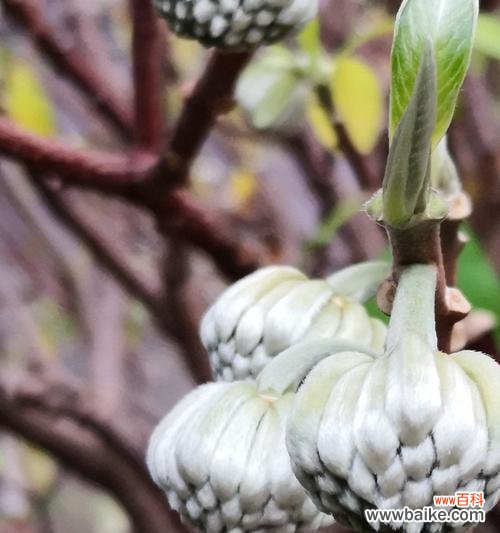 情爱永恒的根源-树木的爱情寓意 爱情之树