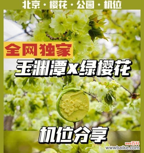 神秘的御衣黄花语与传说 御衣黄之花语与传说
