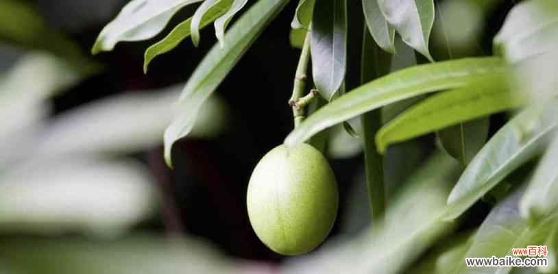 神秘的御衣黄花语与传说 御衣黄之花语与传说