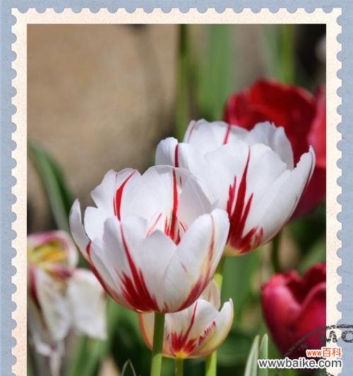 探索郁金香的文化意义和美丽之旅 郁金香——繁荣与希望的象征