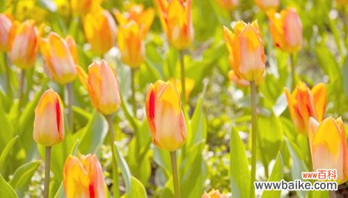 探索郁金香的文化意义和美丽之旅 郁金香——繁荣与希望的象征