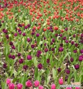 郁金香花语告诉您该送给什么人 送郁金香，传达心意