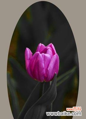 郁金香花语告诉您该送给什么人 送郁金香，传达心意