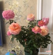 揭秘月季春化的奥秘与技巧 月季春化