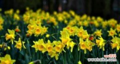 探索南美水仙的花语之美 南美水仙