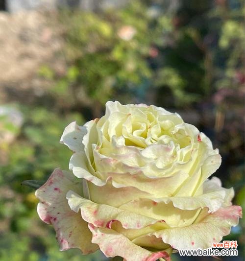 打造美丽庭院的秘诀 养护盆栽月季的技巧与注意事项