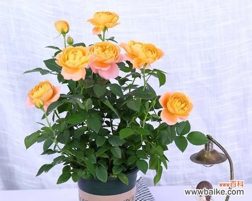 打造美丽庭院的秘诀 养护盆栽月季的技巧与注意事项