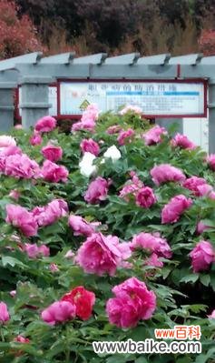 揭示牡丹在文化中象征的多重作用与意义 牡丹