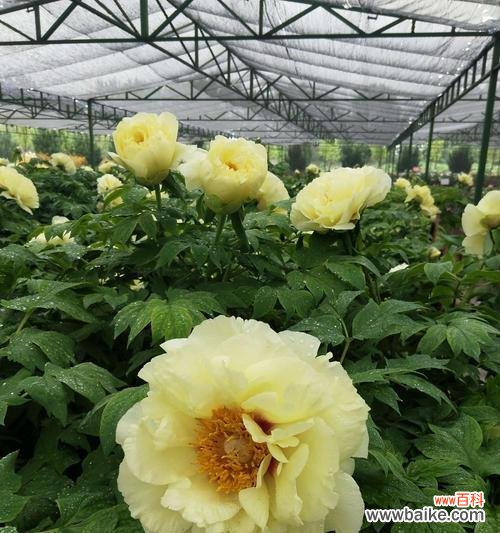 以牡丹颜色花语为窗口 牡丹花语