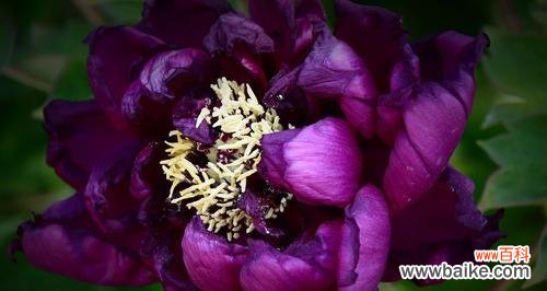 以牡丹颜色花语为窗口 牡丹花语